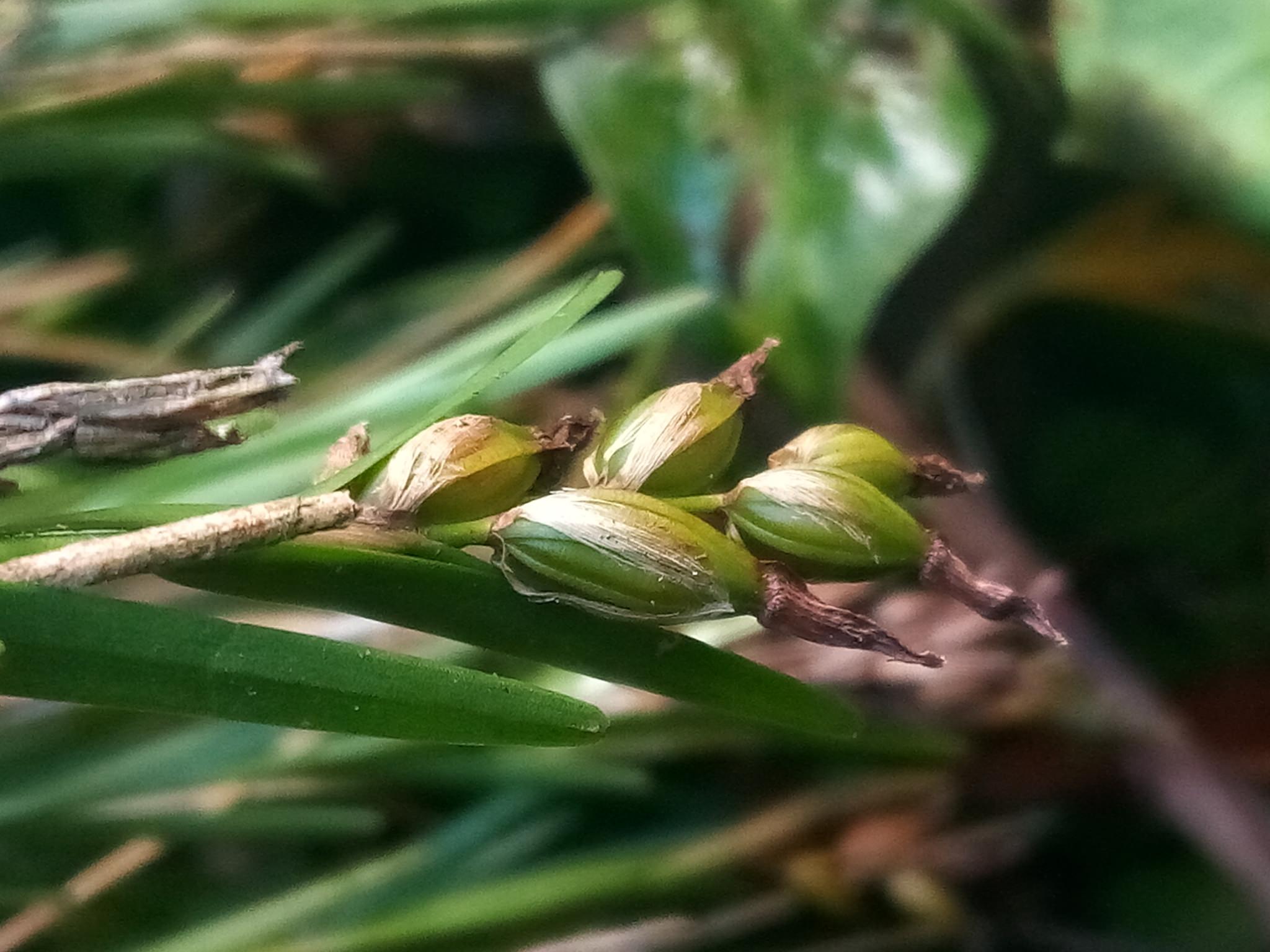 Isochilus lineares